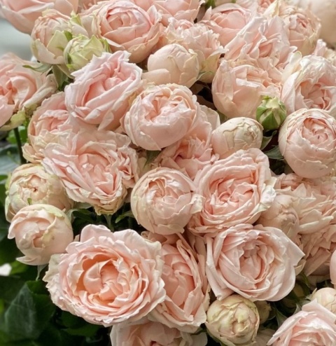 R TR LADY OF TH DAWN 50cm - D