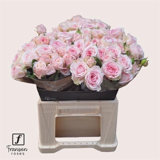 R TR RLM FATAL ATTRA 40cm - D