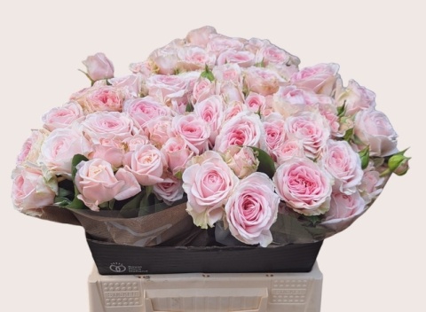 R TR RLM FATAL ATTRA 40cm - D