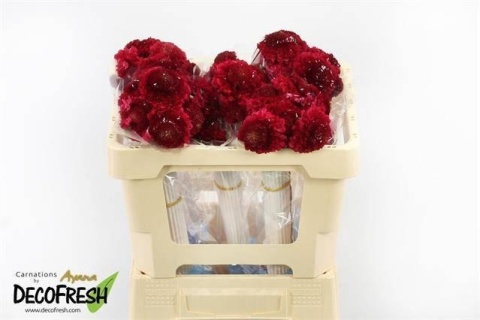 SCAB AT F SCOOP H PI 50cm - D