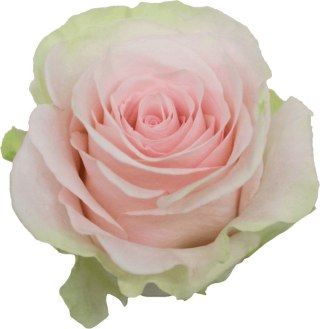 Ecuador - R BLESSING 50cm